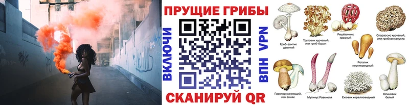 где продают наркотики  Михайловск  Галлюциногенные грибы MAGIC MUSHROOMS 